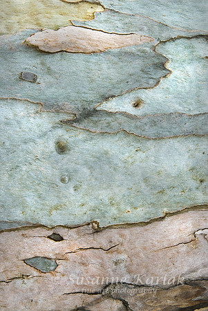 Eucalyptus Design #087