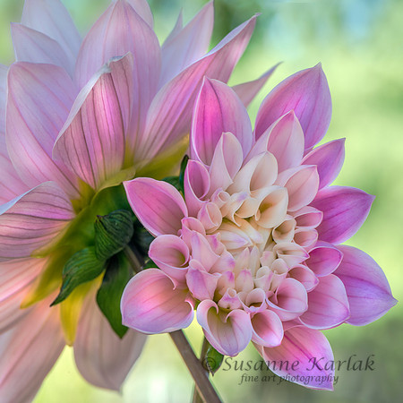 Dahlia and Mother #2931