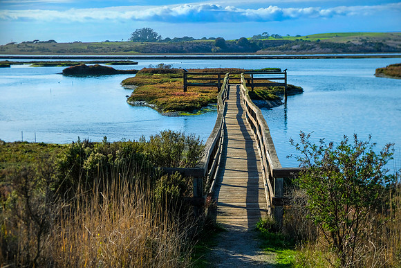 Elkhorn Slough #4998.2