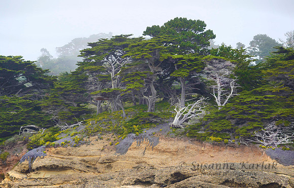 _Pt. Lobos Trees #867.2