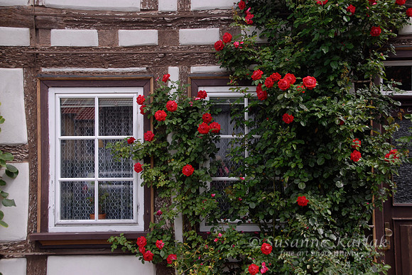 Climbing Red Rose #117
