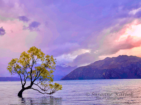 Wanaka tree, New Zealand 2