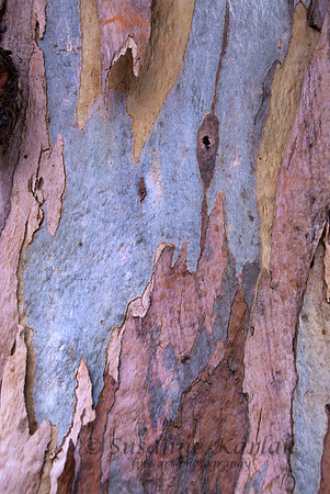 Eucalyptus Beauty #025