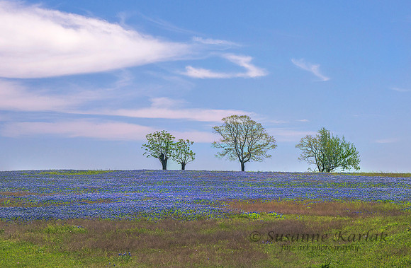 Bluebonnets and trees #132