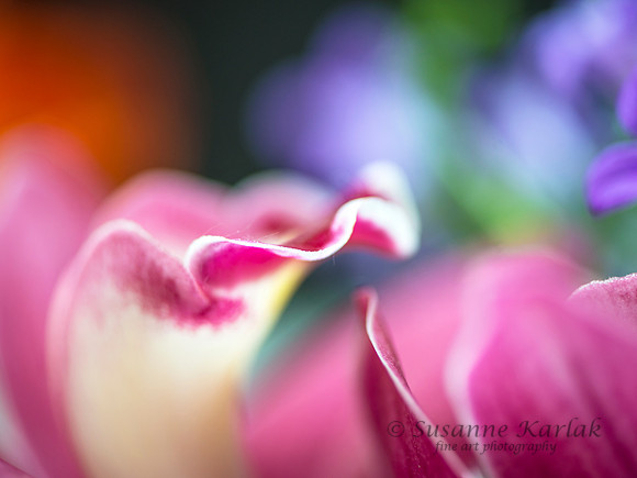 Soft Orchid #7435.2