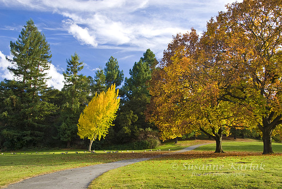 Glorious Fall Day #153