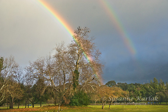 Vasona Birds and Double Rainbow #019