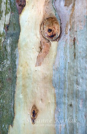 Eucalyptus Trunk #2218