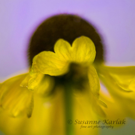 Wild Black-Eyed Susan (square) #283