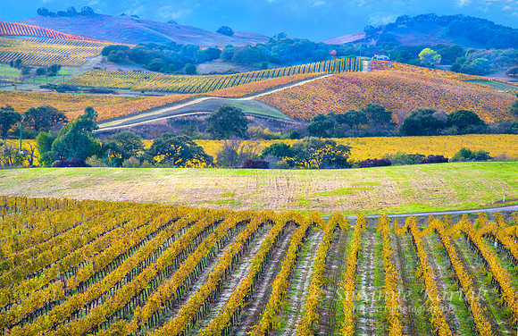 Sonoma Autumn Shapes #8271.5