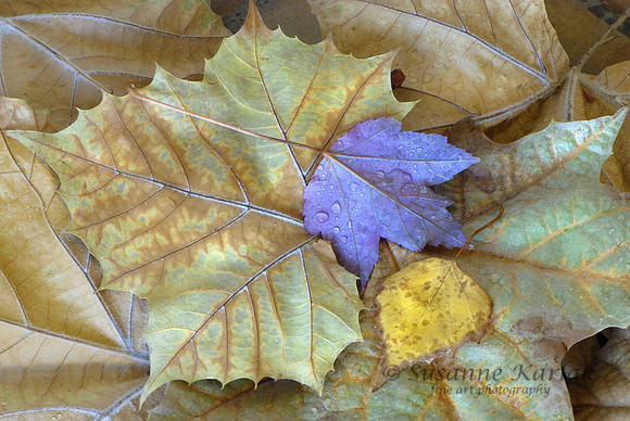 Autumn Leaves #068