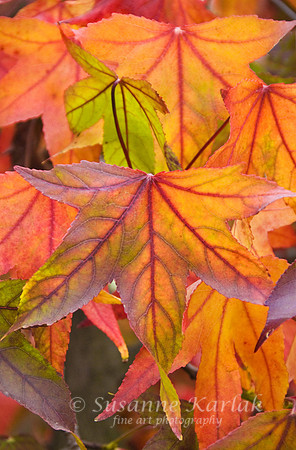 Liquidambar Glory #066