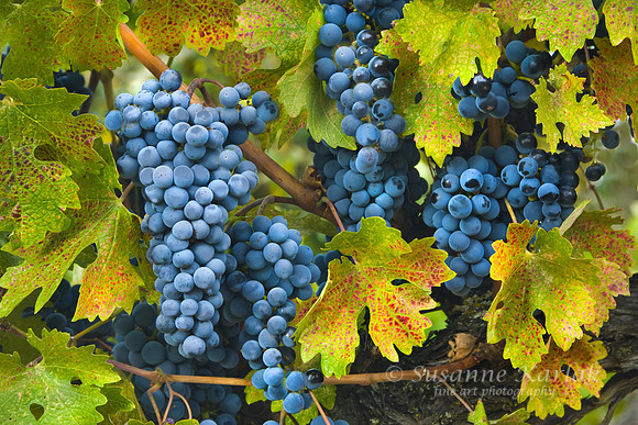 Perfect Vintage Cabernet