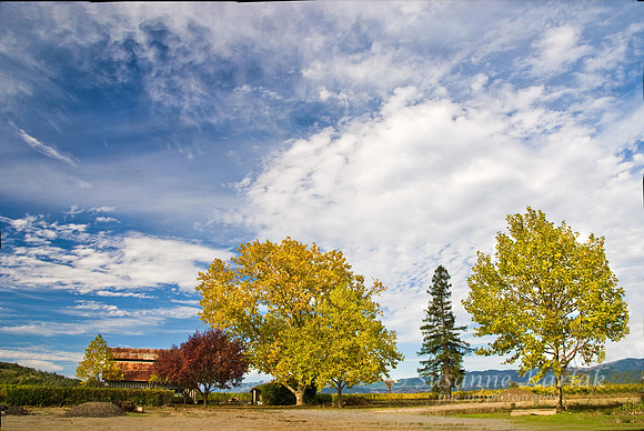 Autumn in Napa #330