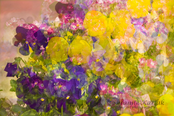 Painterly MultiplePansies #005