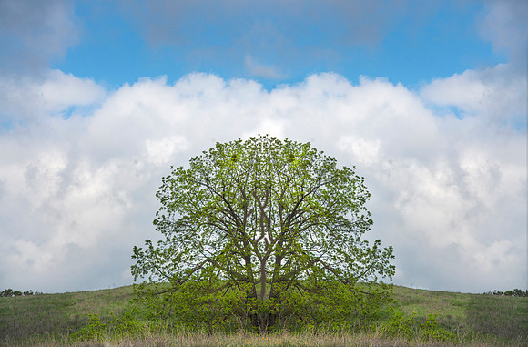 Tree and clouds.2