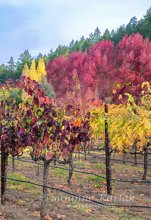 Vineyard Autumn Palette #2400