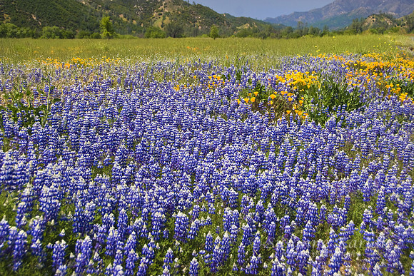 Lupine Carpet #044