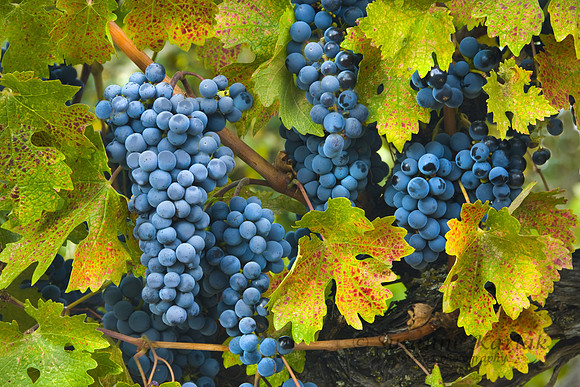 Perfect Vintage Cabernet