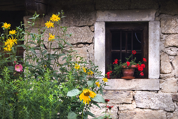Sunflowersand Stone House #145