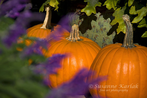 Three Pumpkins with Purple
