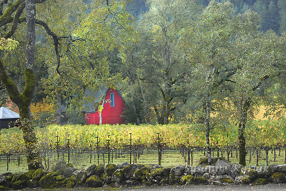 Vineyard and Red House #403