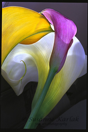 Three Calla Lilies