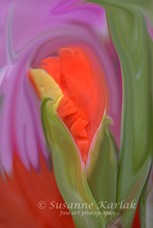 Painterly Gladiolus #022