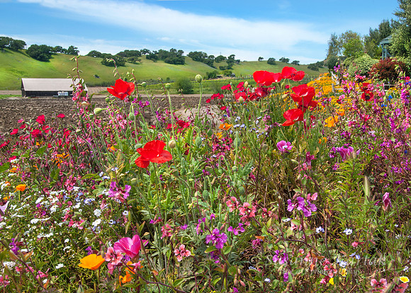Wildflowers and Barn #0223