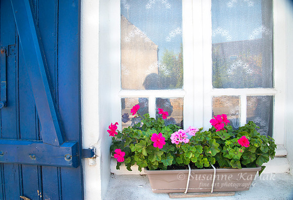 Geraniums and Lace #4629