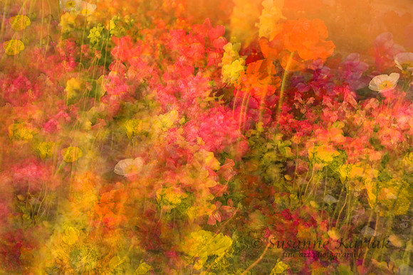 Multiple Flowers #011