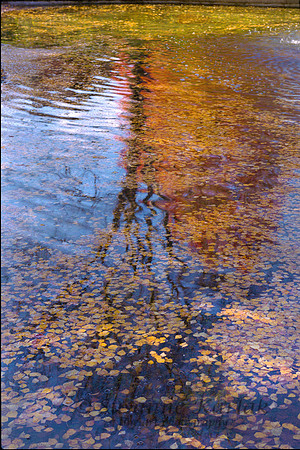 Autumn Reflection #24.70