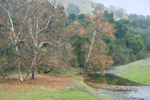 Sunol Foggy Morning #104