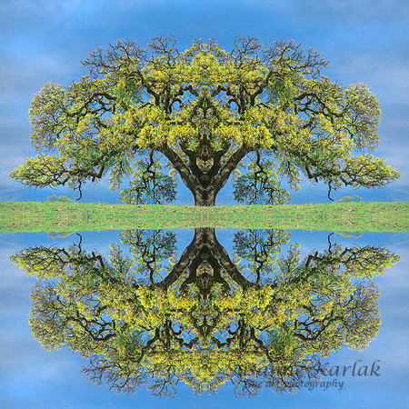 Spring Oak #7811