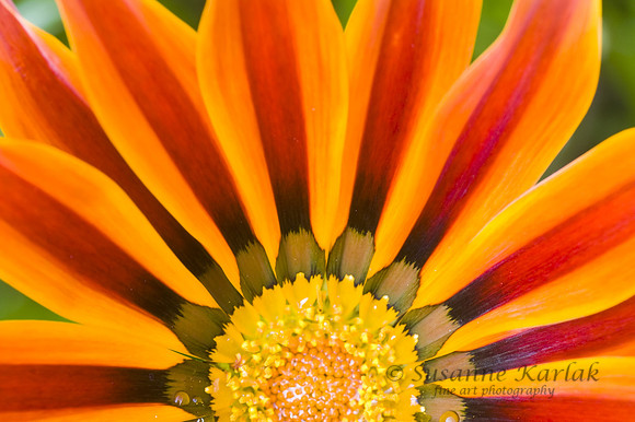 Gazania Rising Sun #3635