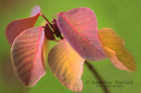 Leaf Colors #977.2
