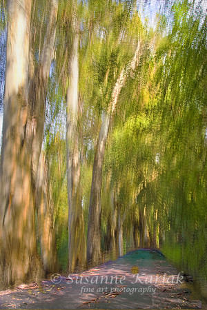 Painterly Eucalyptus Path #176