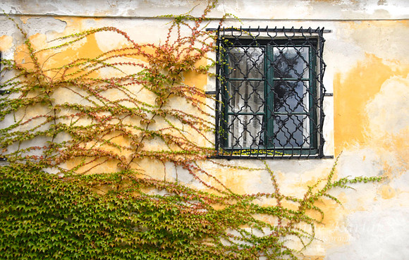 Wall, Window and Vine #027