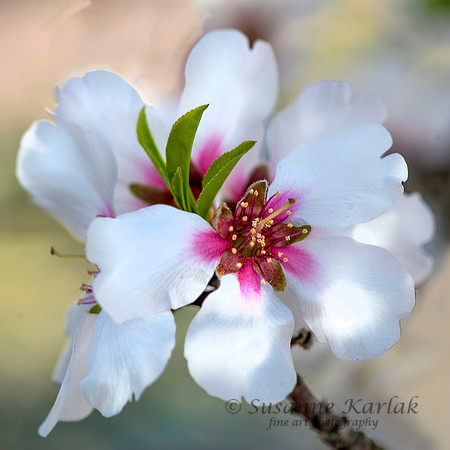 Almond Blossom #9171.2