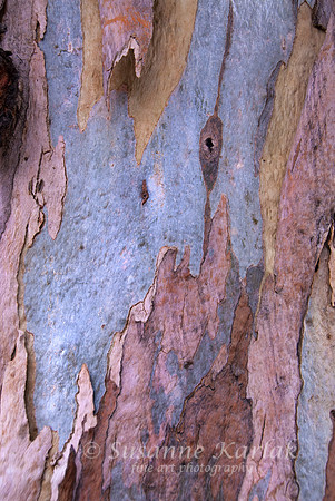 Eucalyptus Beauty #025