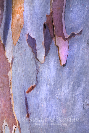 Eucalyptus Bark #238