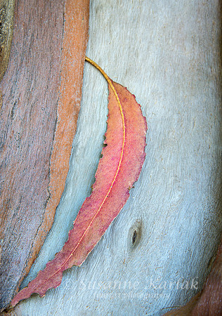 Curved Leaf #350