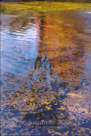 Autumn Reflection #24.70