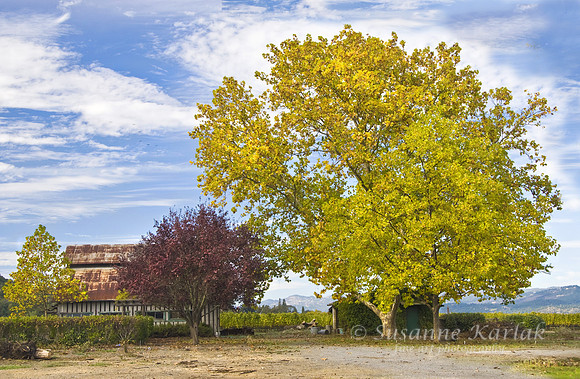 Napa Autumn #323