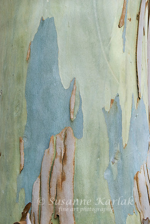 Eucalyptus Art #059