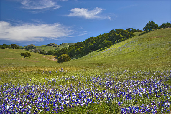 Hills, Lupines and Oaks #010