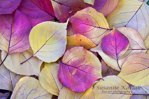 Autumn's Flowers #139