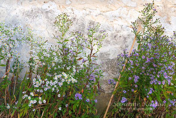 Wall Flowers #7702