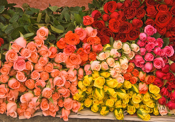 Forever Roses #2014
